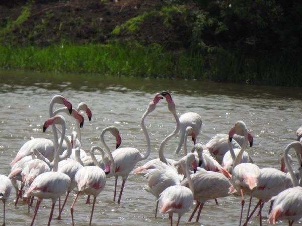 ખીજડિયા પક્ષી અભયારણ્ય 52,400 મુલાકાતીઓ સાથે મજબૂત કરી ગુજરાતની ઇકો-ટુરિઝમ ઓળખ ખીજડિયા પક્ષી અભયારણ્ય 52,400 મુલાકાતીઓ સાથે મજબૂત કરી ગુજરાતની ઇકો-ટુરિઝમ ઓળખ