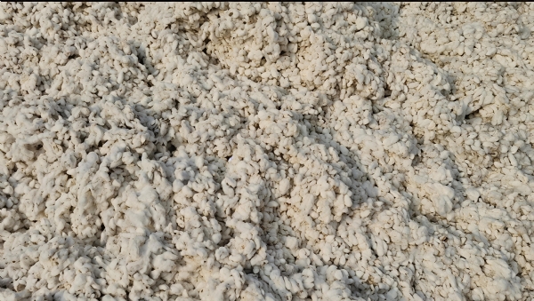 માર્કેટિંગ યાર્ડમાં આજે કપાસનો ભાવ 770 થી 1,540 રૂપિયા સુધી નોંધાયો હતો 2478 ક્વિન્ટલની આવક નોંધાય હતી.