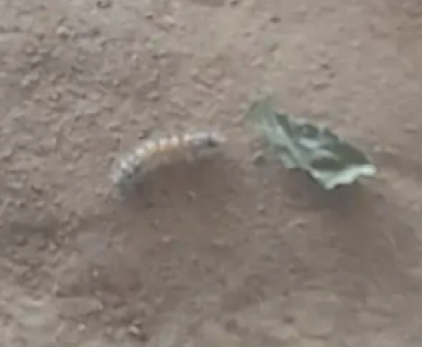 ચાણસ્મા પંથકમાં કાતરાનો ઉપદ્રવ ચાલુ રહેશે તો રવિ સિઝન પણ નિષ્ફળ જવાની શક્યતા ચાણસ્મા પંથકમાં કાતરાનો ઉપદ્રવ ચાલુ રહેશે તો રવિ સિઝન પણ નિષ્ફળ જવાની શક્યતા