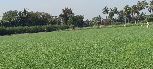 રવિ ઋતુના “ડિજિટલ ક્રોપ