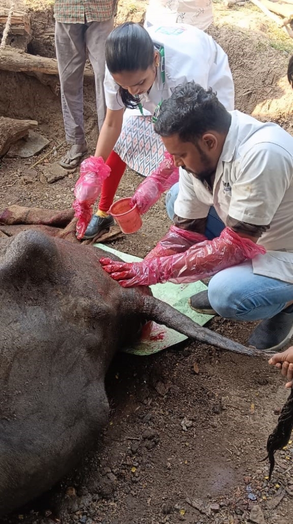 નર્મદા જિલ્લામાં 1962 પશુ ઇમરજન્સી સેવાની સરાહનીય કામગીરી