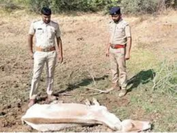 અમરેલી-લાઠી બાયપાસ રોડ પર કોથળામાં બંધ હાલતમાં વાછરડાનો મૃતદેહ મળતા ચકચાર, જીવદયા પ્રેમીઓમાં રોષ