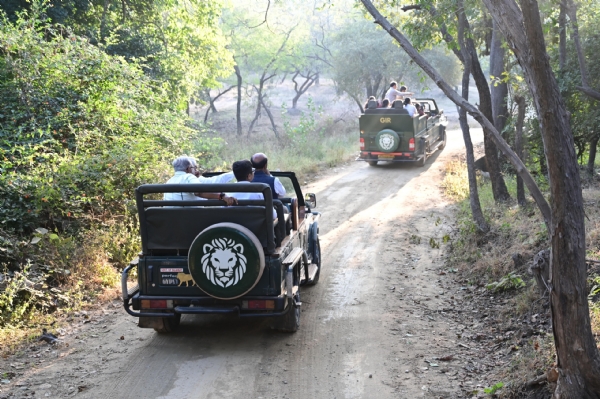 એશિયાઈ સિંહો નિહાળી અભિભૂત થયા