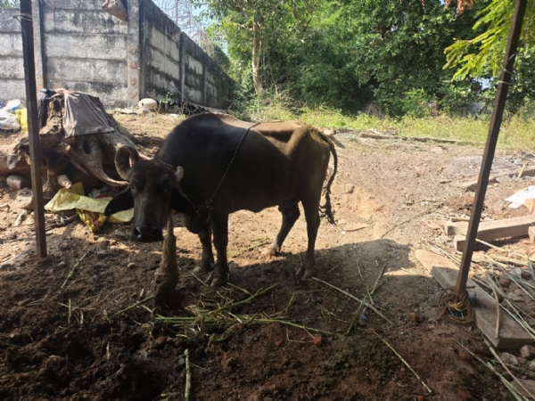 નર્મદા જિલ્લામાં 1962 પશુ ઇમરજન્સી સેવાની સરાહનીય કામગીરી