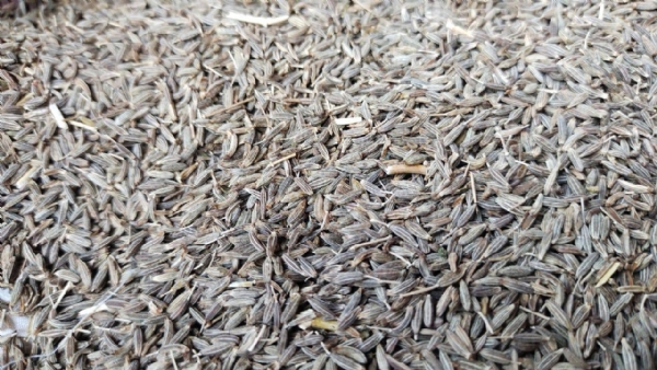 ઉંઝામાં સ્પાઇસ બોર્ડનું ક્ષેત્રીય કાર્યાલય સ્થાપવાની મહેસાણા સાંસદની લોકસભામાં માંગ