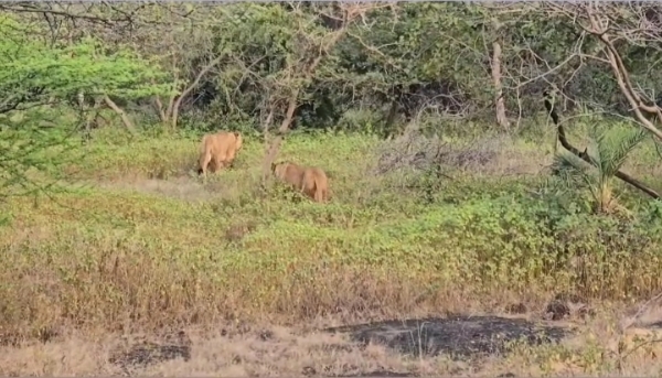 બરડા જંગલ સફરીમાં અમેરિકન પરિવારે 11 સિહોના દર્શન કર્યા. બરડા જંગલ સફરીમાં અમેરિકન પરિવારે 11 સિહોના દર્શન કર્યા.