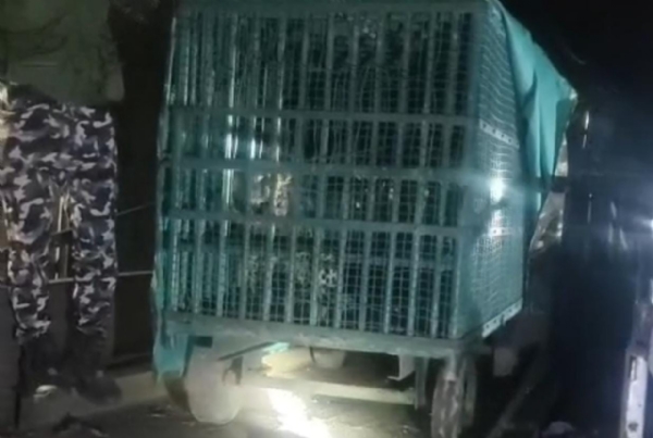 ધારીના ત્રંબકપુરમાં માનવભક્ષી દીપડો પાંજરે પૂરો, ગ્રામજનોમાં રાહતનો માહોલ