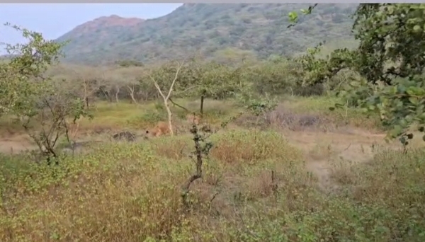 બરડા જંગલ સફરીમાં અમેરિકન પરિવારે 11 સિહોના દર્શન કર્યા. બરડા જંગલ સફરીમાં અમેરિકન પરિવારે 11 સિહોના દર્શન કર્યા.