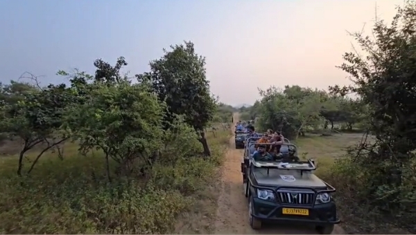 બરડા જંગલ સફરીમાં અમેરિકન પરિવારે 11 સિહોના દર્શન કર્યા. બરડા જંગલ સફરીમાં અમેરિકન પરિવારે 11 સિહોના દર્શન કર્યા.