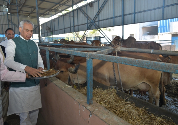રાજ્યપાલએ તાજપુરા સ્થિત શ્રી નારાયણ ગીર ગૌશાળામાં નિર્મિત જીવામૃત અને ઘનજીવામૃત ઉત્પાદન કેન્દ્રનું કર્યું લોકાર્પણ