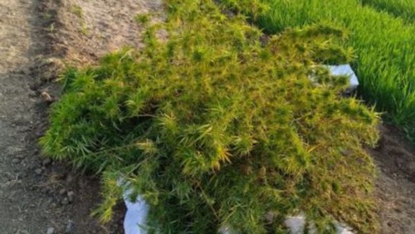 મહેસાણા જિલ્લાના જશપુરીયા ગામમાંથી ગેરકાયદે ગાંજાનું વાવેતર ઝડપાયું, SOGની કાર્યવાહીમાં ₹7.20 લાખનો મુદ્દામાલ જપ્ત મહેસાણા જિલ્લાના જશપુરીયા ગામમાંથી ગેરકાયદે ગાંજાનું વાવેતર ઝડપાયું, SOGની કાર્યવાહીમાં ₹7.20 લાખનો મુદ્દામાલ જપ્ત