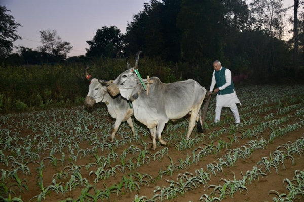 રાજ્યપાલએ તાજપુરા સ્થિત શ્રી નારાયણ ગીર ગૌશાળામાં નિર્મિત જીવામૃત અને ઘનજીવામૃત ઉત્પાદન કેન્દ્રનું કર્યું લોકાર્પણ