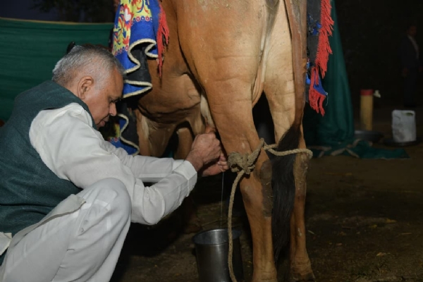 રાજ્યપાલએ તાજપુરા સ્થિત શ્રી નારાયણ ગીર ગૌશાળામાં નિર્મિત જીવામૃત અને ઘનજીવામૃત ઉત્પાદન કેન્દ્રનું કર્યું લોકાર્પણ