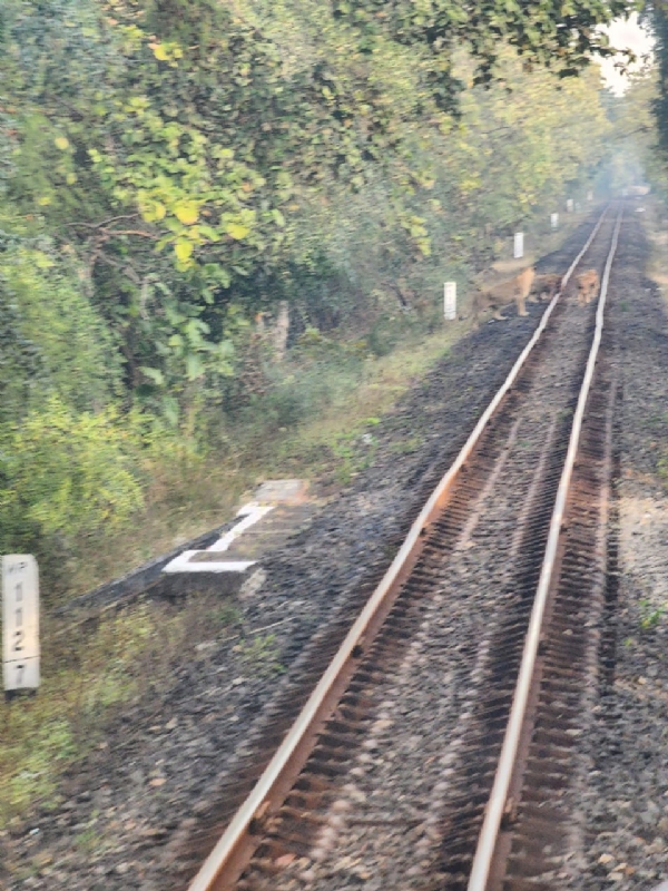 પાયલટોની સતર્કતાથી 06 સિંહોને ટ્રેનની