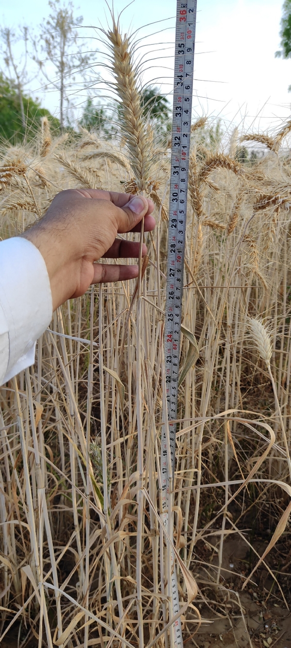 ઘઉં ખેતીમાં ગૌમૂત્ર અને જીવામૃતની અસરકારકતા વૈજ્ઞાનિક રીતે સાબિત