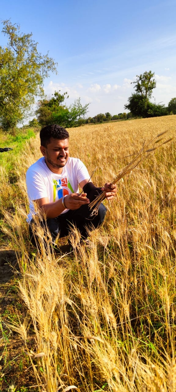 ઘઉં ખેતીમાં ગૌમૂત્ર અને જીવામૃતની અસરકારકતા વૈજ્ઞાનિક રીતે સાબિત