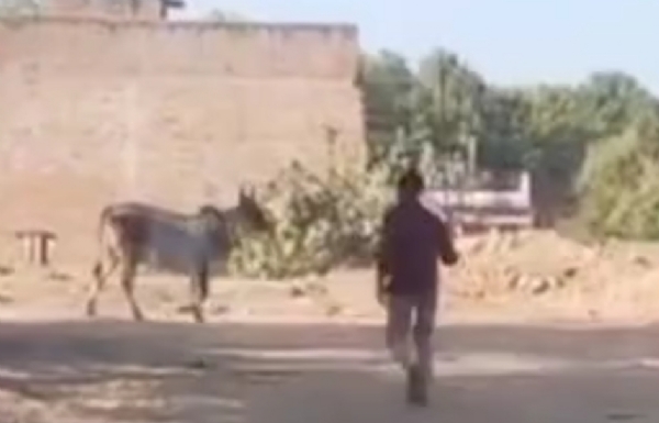 પાટણમાં રખડતા ઢોર પકડતી પાલિકા ટીમ પર હુમલો