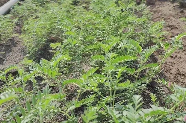 અમરેલી જિલ્લામાં સારા વરસાદથી શિયાળુ વાવેતરમાં નોંધપાત્ર વધારો