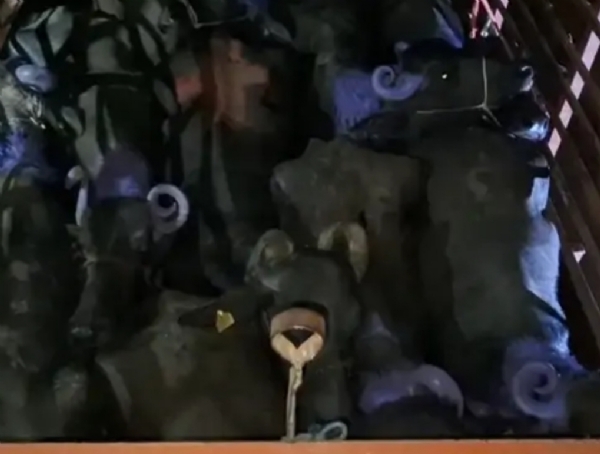 સિદ્ધપુરમાં પશુઓની ક્રૂર રીતે હેરાફેરી કરતી ટ્રક ઝડપાઈ