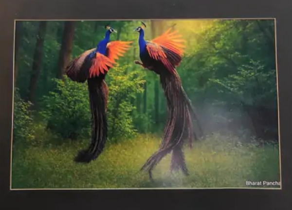 સિદ્ધપુરના ભરત પંચાલને રાજ્ય કક્ષાના ફોટો પ્રદર્શનમાં પ્રથમ પુરસ્કાર