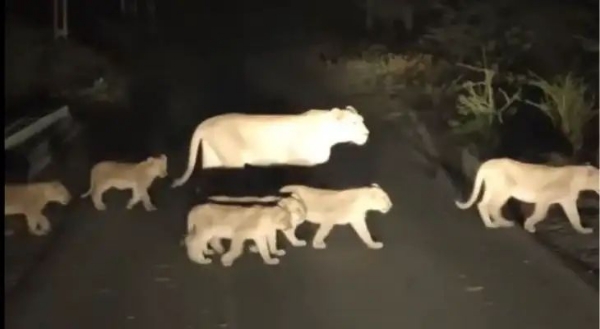 ધારીના વાઘવડી ગામે રાત્રે એકસાથે ૧૫ સિંહોનું ટોળું જોવા મળ્યું, દ્રશ્યો કેમેરામાં કેદ ધારીના વાઘવડી ગામે રાત્રે એકસાથે ૧૫ સિંહોનું ટોળું જોવા મળ્યું, દ્રશ્યો કેમેરામાં કેદ