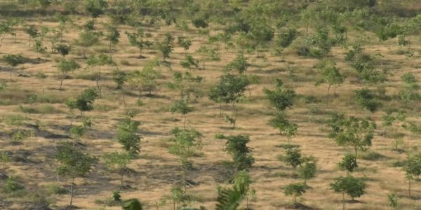 જામનગરવાસી વડીલનો ગજબ પ્રકૃતિપ્રેમ: વેરાન વગડામાં ઉભું કરી દીધું ગાઢ જંગલ, વાવ્યા 16 હજાર વૃક્ષ