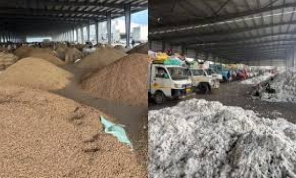 રાજકોટ માર્કેટ યાર્ડમાં આજે જણસીમાં 1,450 વાહન લઈને ખેડૂતો પહોંચ્યા, કપાસ અને ઘઉંની બમ્પર આવક રાજકોટ માર્કેટ યાર્ડમાં આજે જણસીમાં 1,450 વાહન લઈને ખેડૂતો પહોંચ્યા, કપાસ અને ઘઉંની બમ્પર આવક