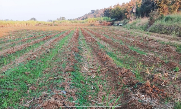 કોડવાવમાં ખોટા દસ્તાવેજ ઊભા કરી 30 લાખની લોન લેતા નેત્રંગ પોલીસ સ્ટેશનમાં 6 ઉપર એફઆઈઆર