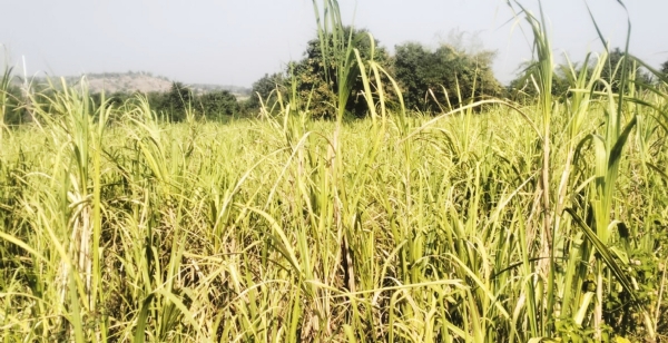 કોડવાવમાં ખોટા દસ્તાવેજ ઊભા કરી 30 લાખની લોન લેતા નેત્રંગ પોલીસ સ્ટેશનમાં 6 ઉપર એફઆઈઆર