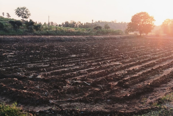 કોડવાવમાં ખોટા દસ્તાવેજ ઊભા કરી 30 લાખની લોન લેતા નેત્રંગ પોલીસ સ્ટેશનમાં 6 ઉપર એફઆઈઆર