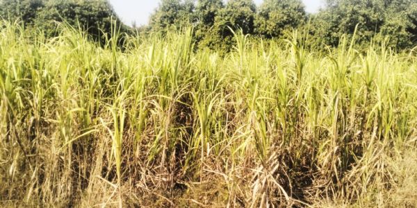 કોડવાવમાં ખોટા દસ્તાવેજ ઊભા કરી 30 લાખની લોન લેતા નેત્રંગ પોલીસ સ્ટેશનમાં 6 ઉપર એફઆઈઆર