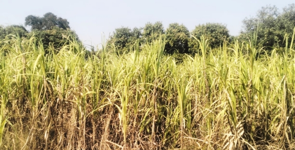 કોડવાવમાં ખોટા દસ્તાવેજ ઊભા કરી 30 લાખની લોન લેતા નેત્રંગ પોલીસ સ્ટેશનમાં 6 ઉપર એફઆઈઆર