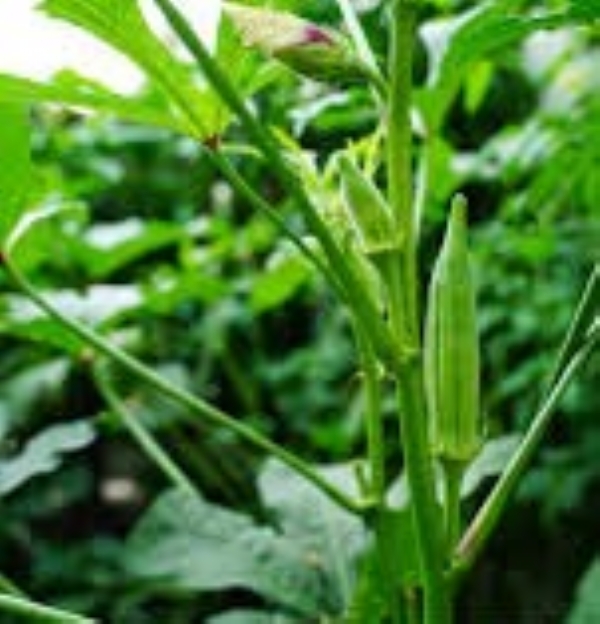 ગુજરાતનું બાગાયતી ક્ષેત્ર ભીંડાના ઉત્પાદનમાં દેશભરમાં અગ્રેસર