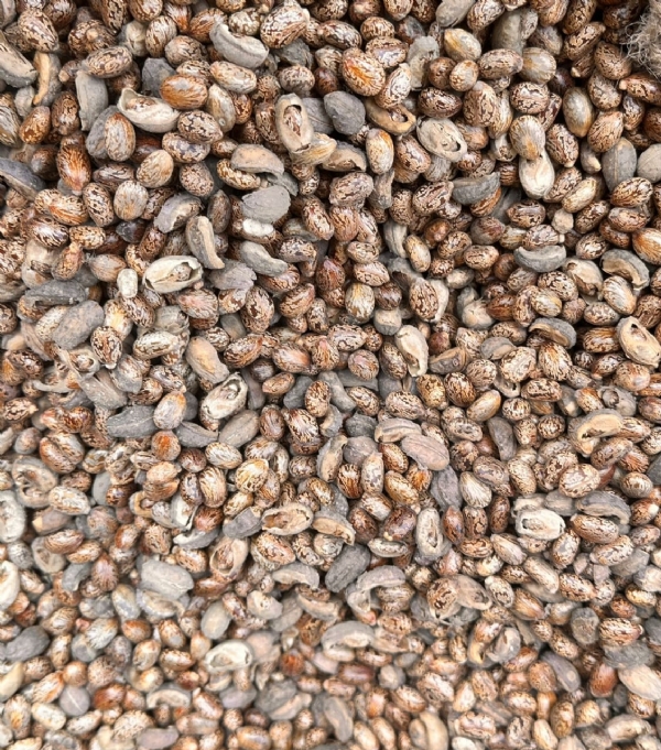 એરંડાના ભાવમાં તેજી, ગવાર–અડદની આવકમાં વધારો એરંડાના ભાવમાં તેજી, ગવાર–અડદની આવકમાં વધારો