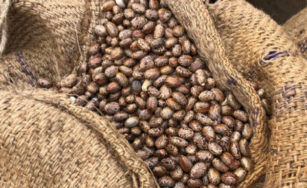 એરંડાના ભાવમાં તેજી, ગવાર–અડદની આવકમાં વધારો એરંડાના ભાવમાં તેજી, ગવાર–અડદની આવકમાં વધારો