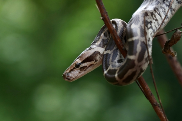 છેલ્લી વન્યજીવ વસ્તી અંદાજ મુજબ રાજ્યમાં સિંહ, મોર, નીલગાય,વાંદરા, કાળીયાર, દિપડા, સાંભર, ચિંકારા સહિત 21 પ્રજાતિઓની અંદાજે 9.53 લાખથી વધુ વસ્તી