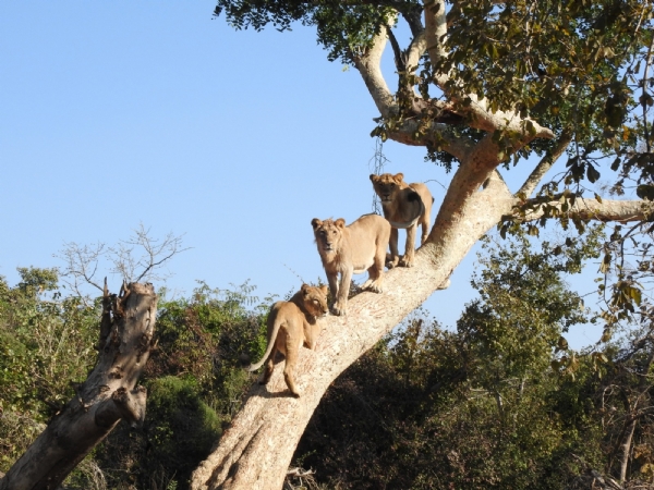 છેલ્લી વન્યજીવ વસ્તી અંદાજ મુજબ રાજ્યમાં સિંહ, મોર, નીલગાય,વાંદરા, કાળીયાર, દિપડા, સાંભર, ચિંકારા સહિત 21 પ્રજાતિઓની અંદાજે 9.53 લાખથી વધુ વસ્તી