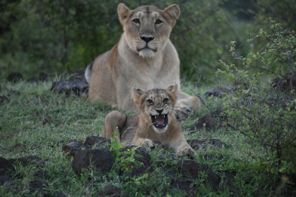 છેલ્લી વન્યજીવ વસ્તી અંદાજ મુજબ રાજ્યમાં સિંહ, મોર, નીલગાય,વાંદરા, કાળીયાર, દિપડા, સાંભર, ચિંકારા સહિત 21 પ્રજાતિઓની અંદાજે 9.53 લાખથી વધુ વસ્તી