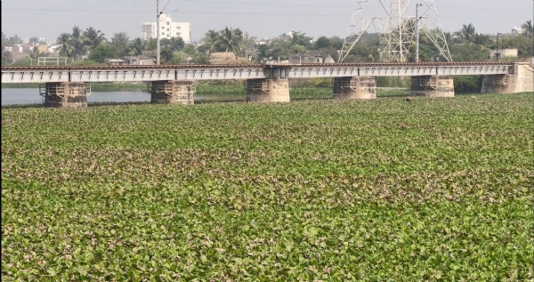 તંત્ર દ્વારા કર્લી જળાશયની ગાંડી વેલ દૂર કરવા કામગીરી શરૂ કરાઇ. તંત્ર દ્વારા કર્લી જળાશયની ગાંડી વેલ દૂર કરવા કામગીરી શરૂ કરાઇ.