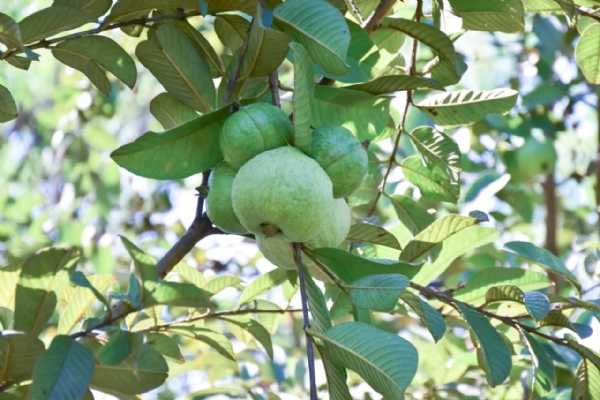 એક ગાયથી 150 થી વધુ ગીર ગાય સુધી પ્રાકૃતિક ખેતીથી આત્મનિર્ભર બન્યા વનરાજ સિંહ ચૌહાણ