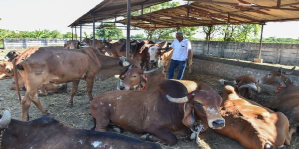 એક ગાયથી 150 થી વધુ ગીર ગાય સુધી :પ્રાકૃતિક ખેતીથી આત્મનિર્ભર બન્યા વનરાજ સિંહ ચૌહાણ