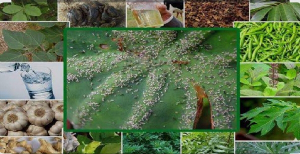 દશપર્ણી અર્ક