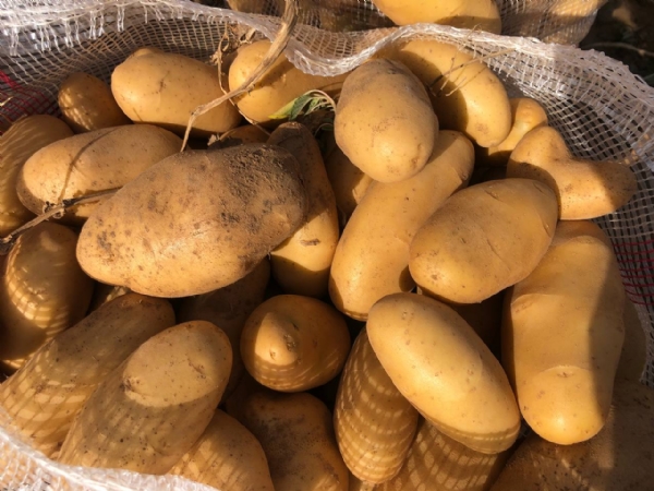 વિજાપુરમાં લેટ વાવેતરનો ફટકો — બટાકામાં ઉત્પાદન ઘટશે, ખેડૂતોને ₹25,000નું નુકસાન સંભાવિત