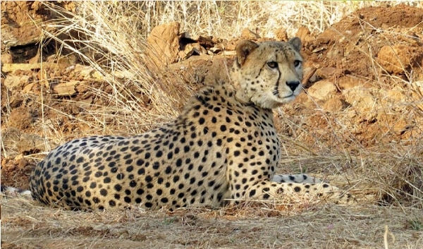 માદા ચિતો વીરા માદા ચિતો વીરા