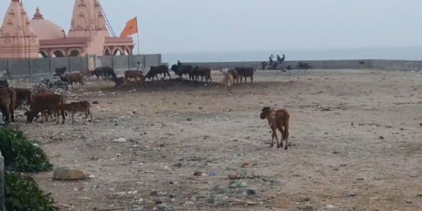 પોરબંદરની ચોપાટીનો વોકવે બન્યો ગૌશાળા
