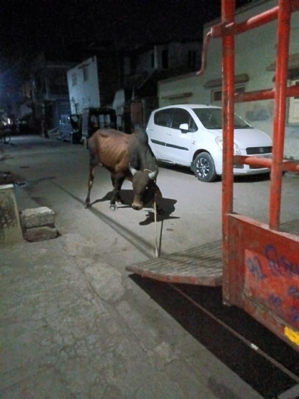 મનપા દ્વારા બે સપ્તાહમાં 50 આલખા ડબ્બે પુરયા. મનપા દ્વારા બે સપ્તાહમાં 50 આલખા ડબ્બે પુરયા.