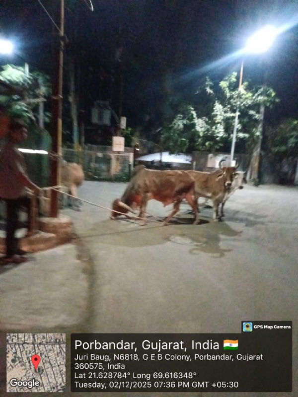 મનપા દ્વારા બે સપ્તાહમાં 50 આલખા ડબ્બે પુરયા. મનપા દ્વારા બે સપ્તાહમાં 50 આલખા ડબ્બે પુરયા.