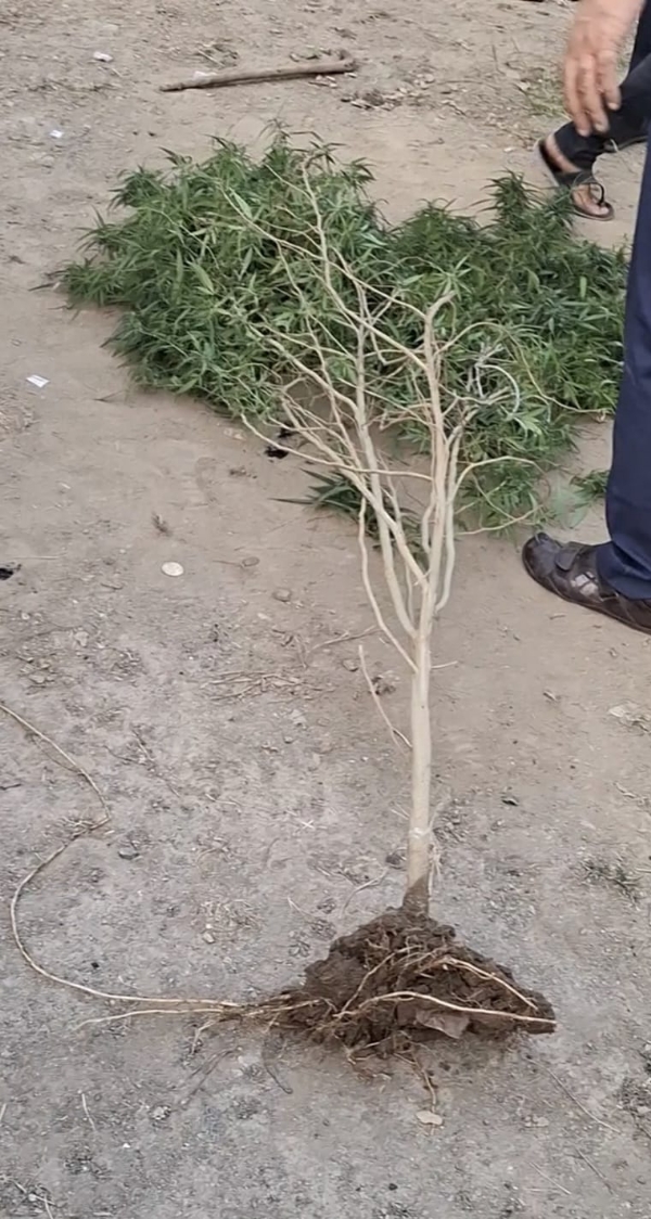 કુતિયાણામાં મહિયારી ગામેથી અઢી લાખનો ગાંજાનો જથ્થો ઝડપાયો.