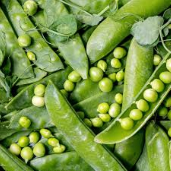 પ્રાકૃતિક ખેતીથી ઊગાડેલાં વટાણા મીઠાં, સુગંધિત અને પૌષ્ટિક બને છે