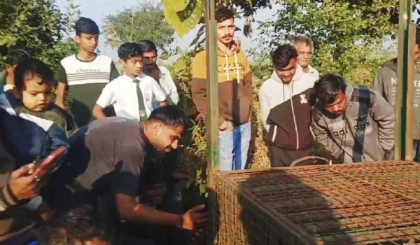 વાલિયા તાલુકાના દોડવાડા ગામે દીપડો પાંજરે પુરાયો